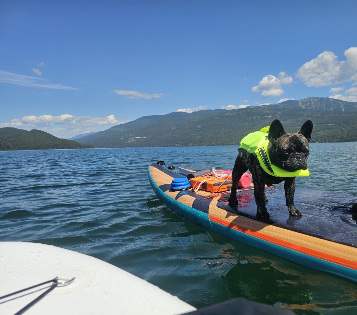 Skip, the brindle frenchie with a yellow life jacket on a paddle board.